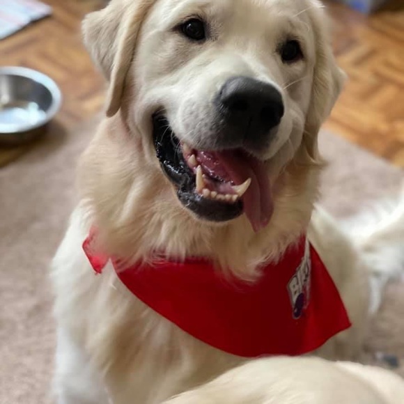 Please Read description🐾💙💚 - Picture 9 of 13